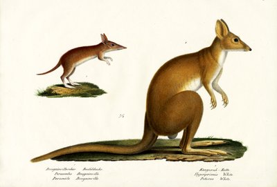 Western Barred Bandicoot, 1824 by Karl Joseph Brodtmann